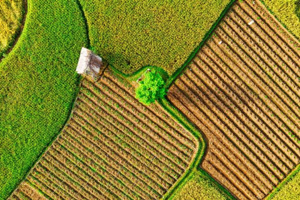 L'impact crucial de l'agriculture dans la révolution écologique